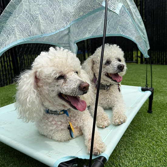 Two happy dogs sharing a cot canopy outside during doggy daycare.